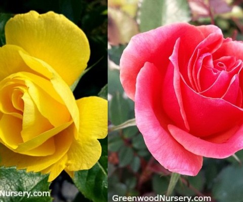 New Easy To Grow Shrub Roses Flower Spring to Fall From GreenwoodNursery.com