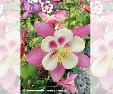 More Columbine Wildflower Plants Added To GreenwoodNursery.com