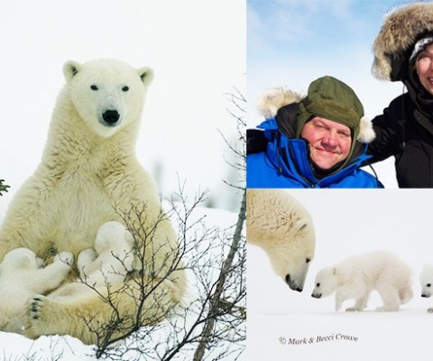 Birdzilla.com's Husband & Wife Global Adventurers Team Captures Images of Polar Bear