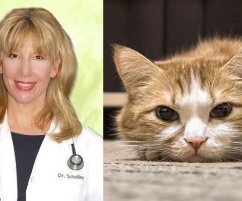 Article Written by Veterinarian Lists Symptoms of Pain in Cats